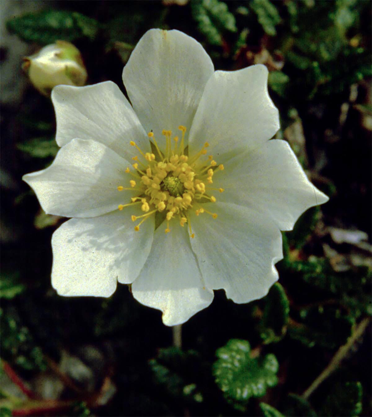 Bl&uuml;te